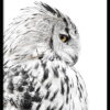 Plakát v rámu 50x70 cm Owl – Styler. Nejlepší hlášky